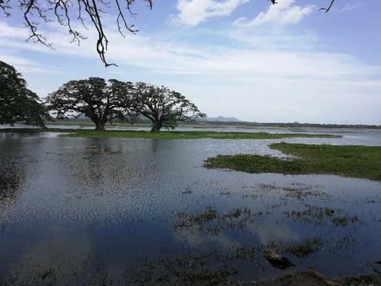 Olivia Homestay Anuradhapura Esterno foto